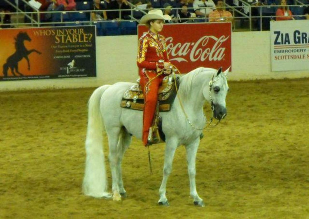 Janice Andersen's album, Arabian Horse Show 2013