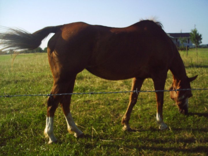 James Howe's album, horses