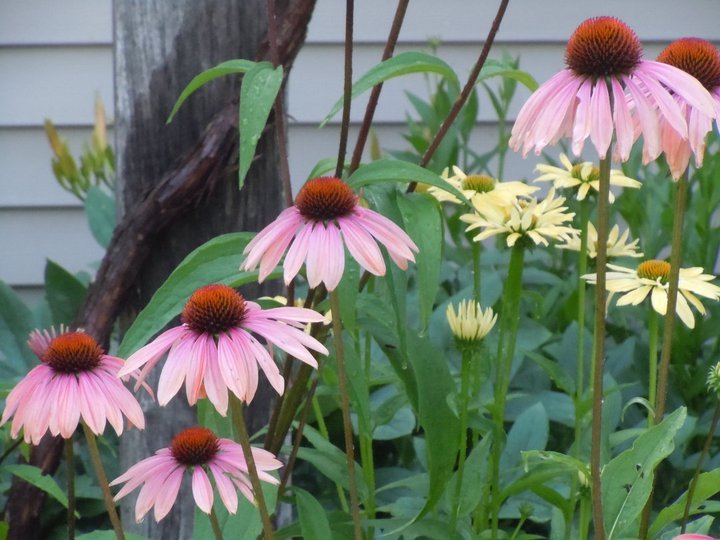 Paul Daigle's album, July 15, 2011