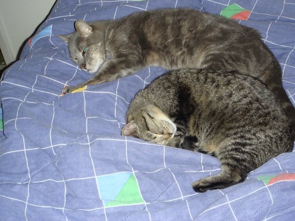 Prudence Labelle's album, cats
