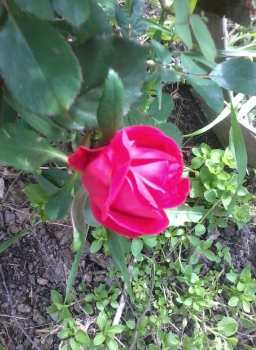 Lorie Good's album, Mobile Uploads