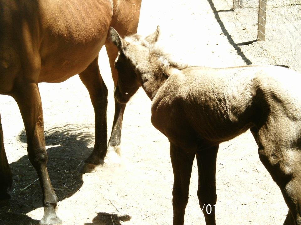 Lisa Phillips' album, Chloe & Milkshake @ 7 hours old