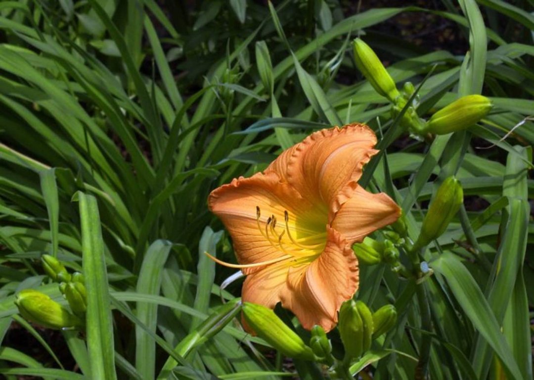 Robert Chapman's album, Spring Flowers