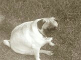 Daniel Doherty's album, Mobile Uploads