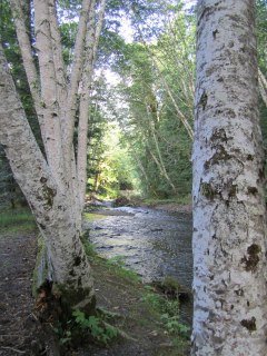 Susan Salgado's album, Olympic National Park, WA.