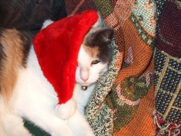 Melissa Deckard's album, Cover Photos