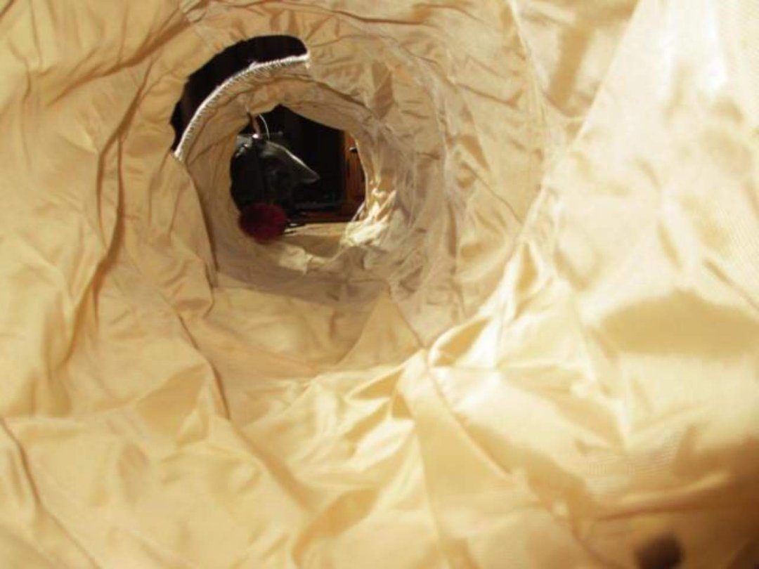 Joyce Pakos' album, Astrid's new kitty tunnel