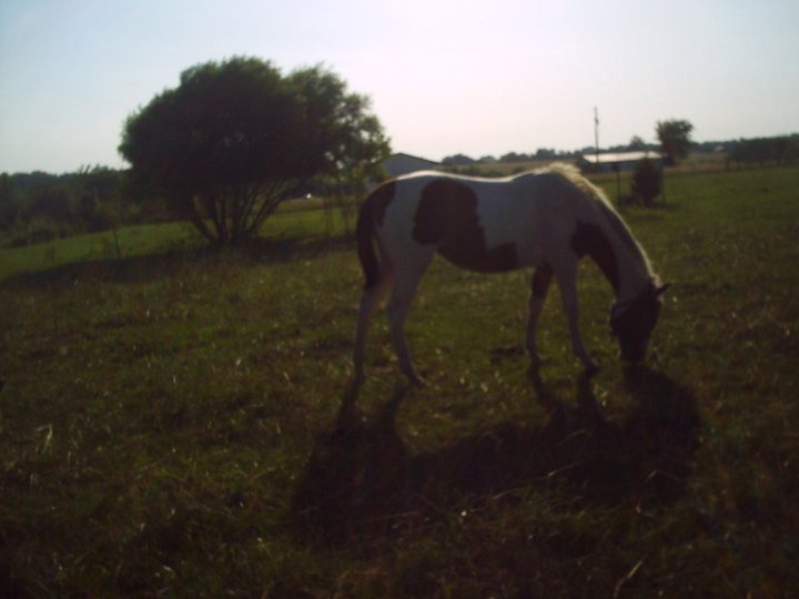 James Howe's album, horses