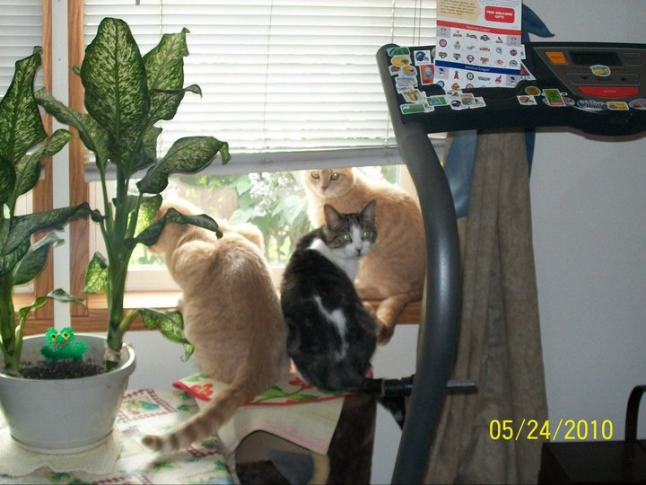 Pam Fischer-Ryszkiewicz's album, Cover Photos