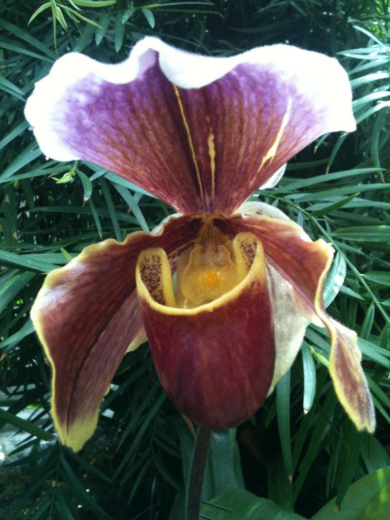 Beverly Smith's album, Mobile Uploads