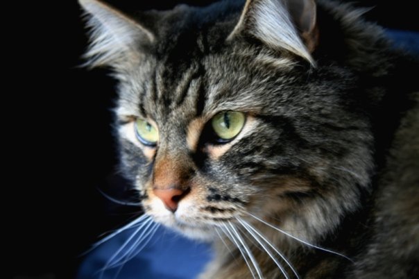 Dee Ann Haibeck's album, Our Pets