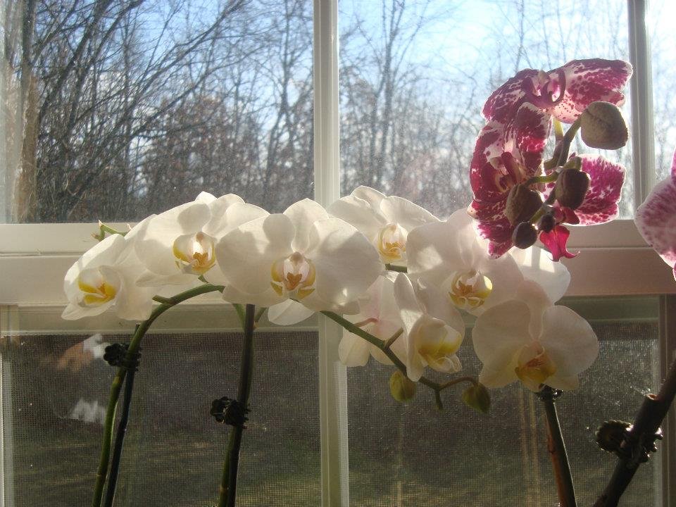 Marshall Chase's album, Cheryl's Kitchen Window Orchids