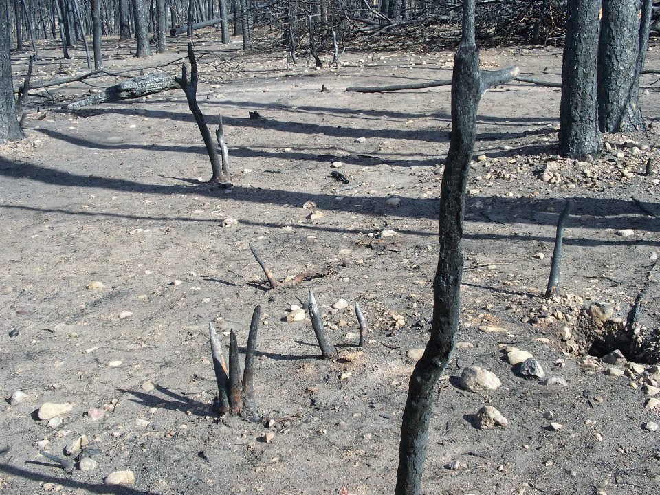 Al Brien's album, Bastrop Roadside Fire Damage