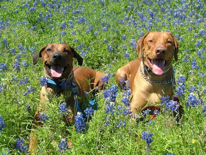 Vicki Chazan's album, Talus and Dakota
