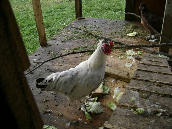 Jeff Varney's album, Chickens 11/2009