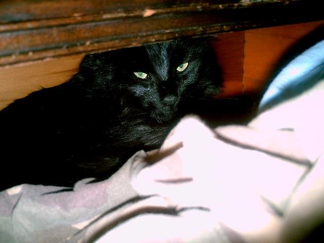 Mikedebchris Rose's album, Our cats: Thomas and Chiko