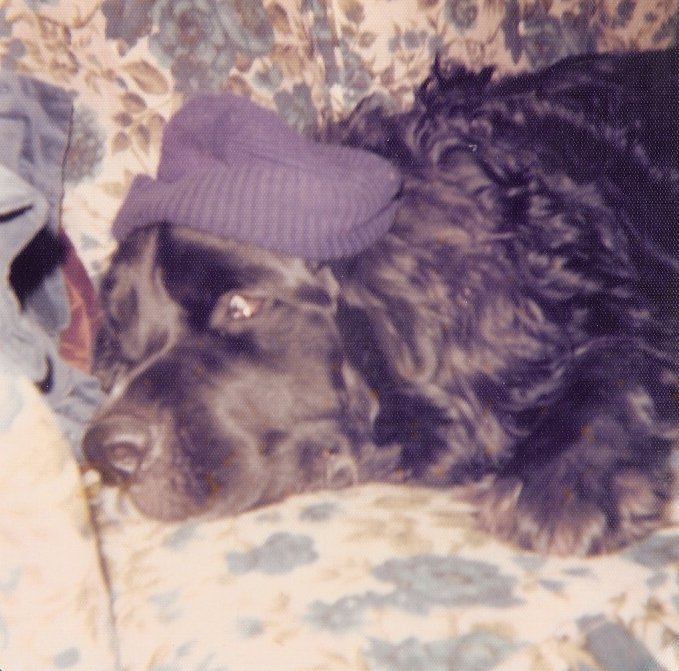 Steve Nash's album, Pets