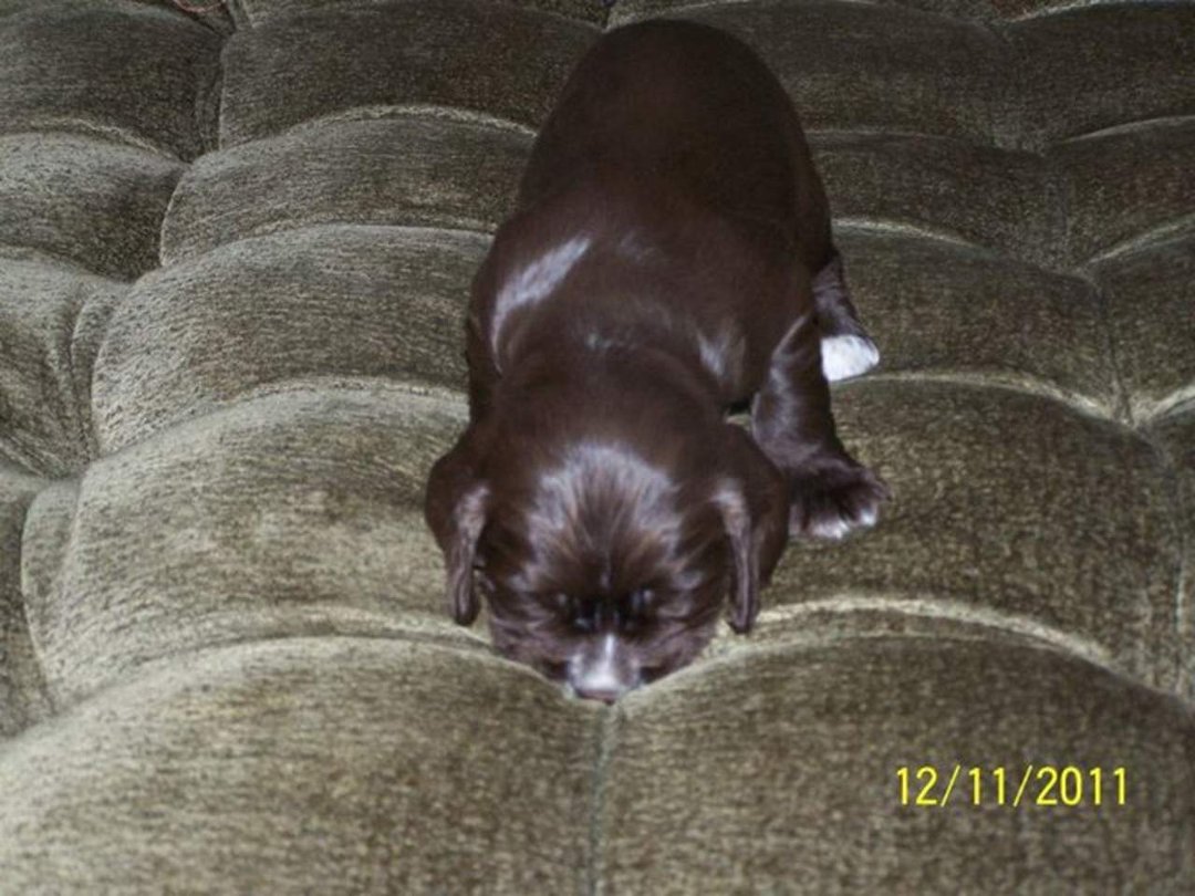 Danny Applegate's album, Puppies