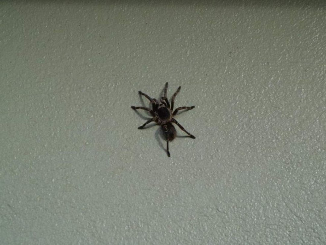Chris Webber's album, Puerto Rico 2012