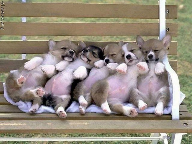 Michael Clarke's album, cutest puppies ever