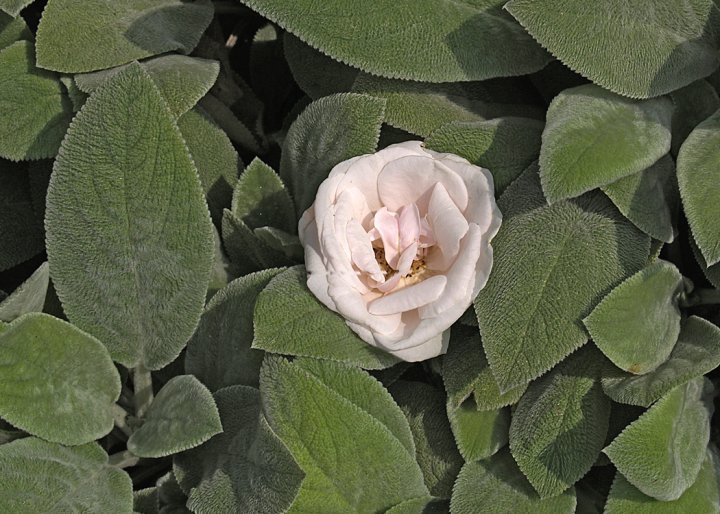 Robert Chapman's album, Spring Flowers