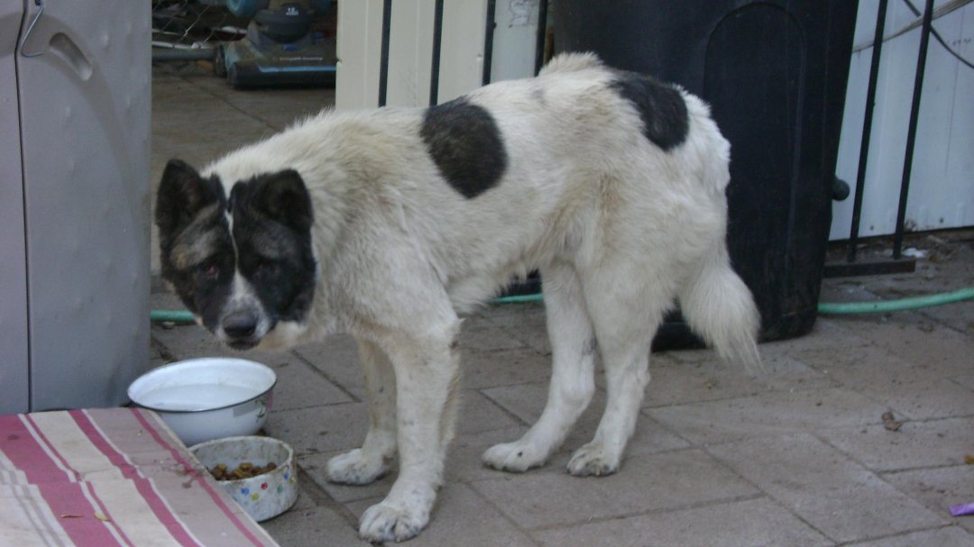 Todd Born's album, Kuma June 2011