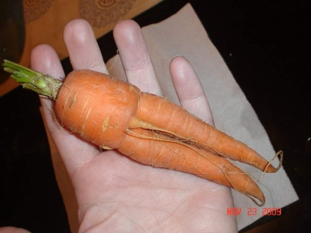 Barbara Smiley-ramirez's album, Mom's x-rated Carrot from garden
