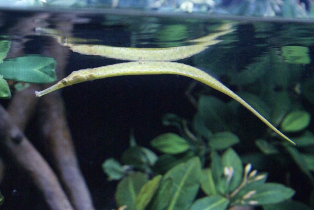 Mike Morris' album, Monterey Bay Aquarium
