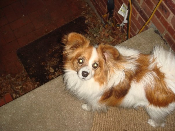 Michael Markey's album, The Dogs