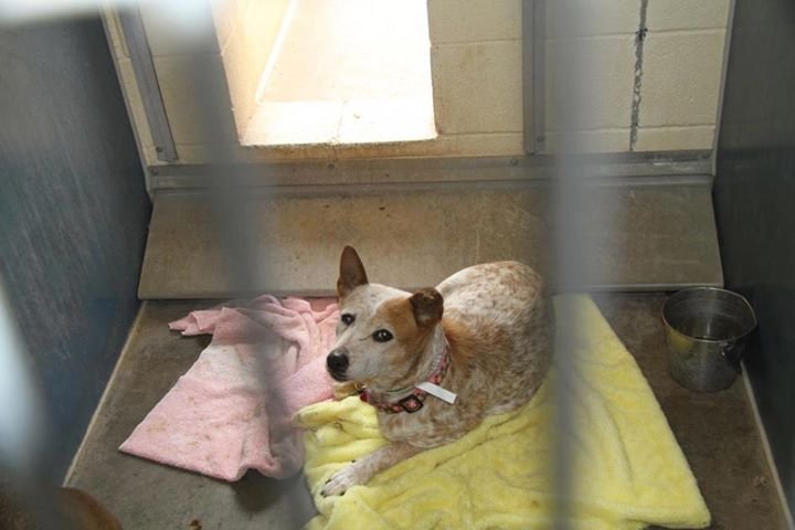 Todd Born's album, Abby