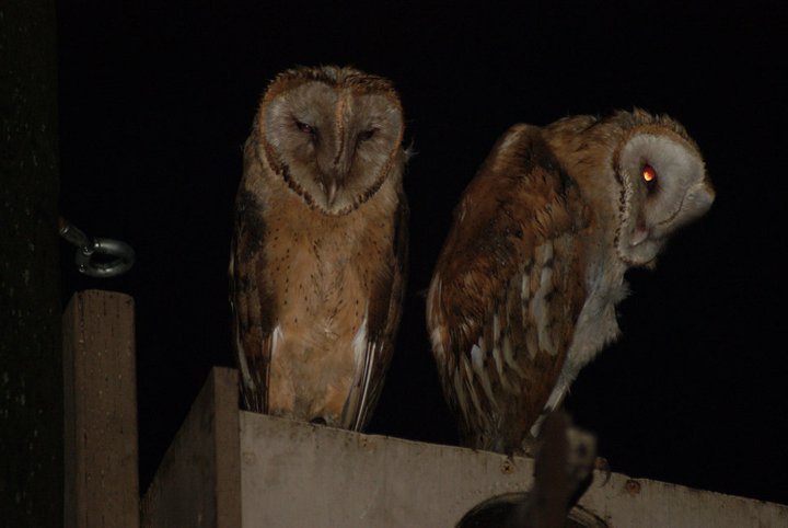 Nikki Elliott-White's album, 2011 Yori Ranches Owlets