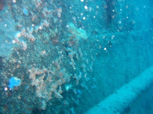Steven Clem's album, St Maarten Diving