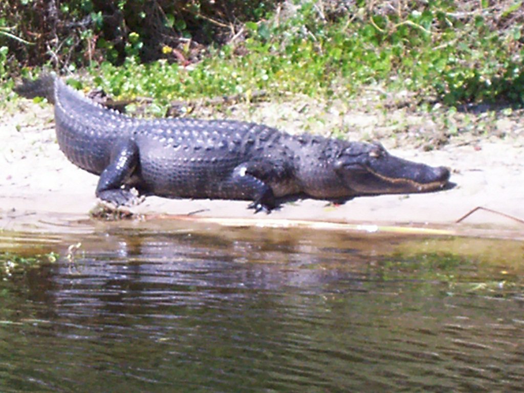 Max Sherry's album, Alligators