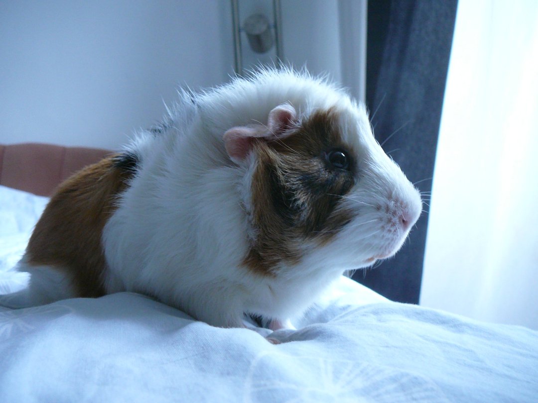 Patchie Poochie's album, Profile Pictures