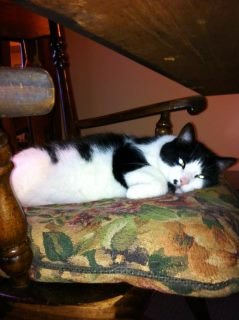 Vicky Caracciolo's album, iOS Photos