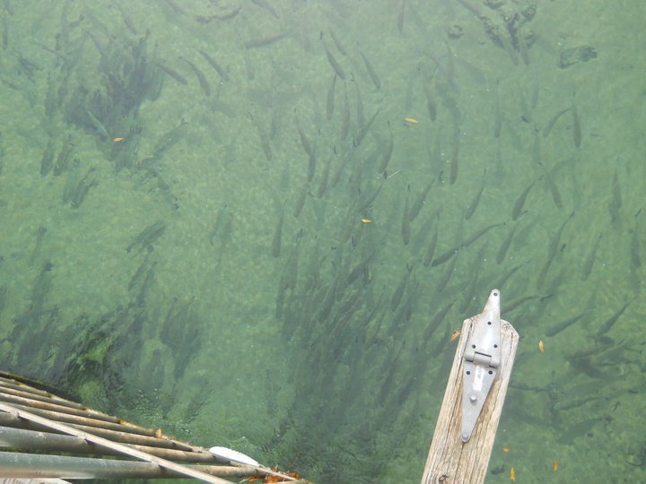 jerri burdo's album, visiting the manatees