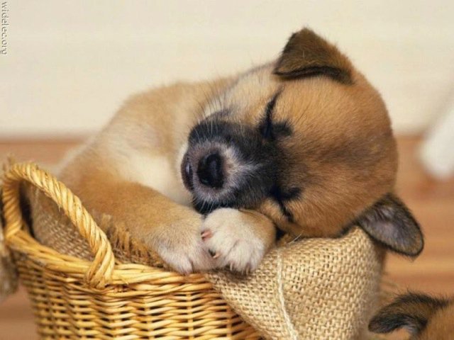 Michael Clarke's album, cutest puppies ever