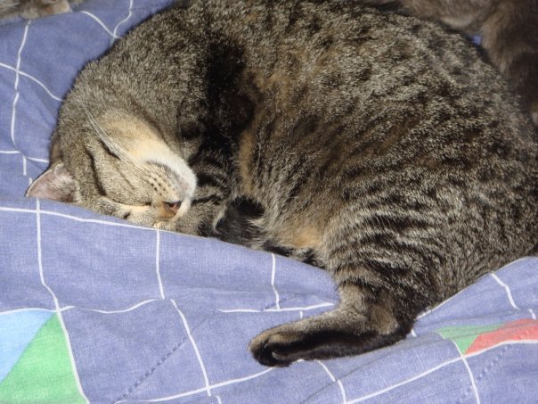 Prudence Labelle's album, cats