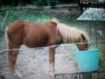 Maletta Baughman's album, our horse babies