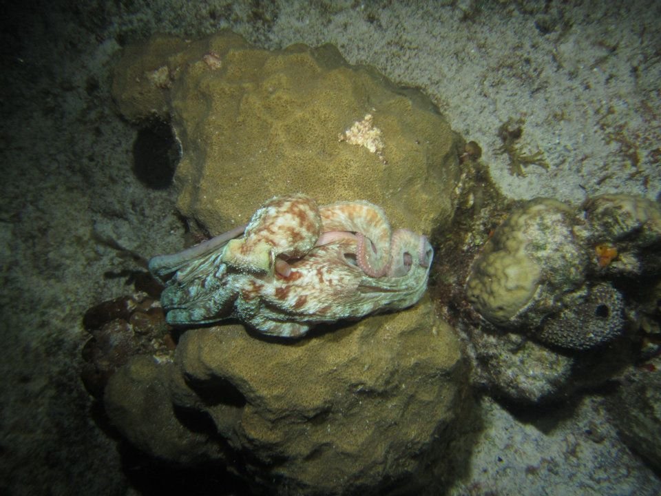 Monica Braley's album, Cozumel March 2012