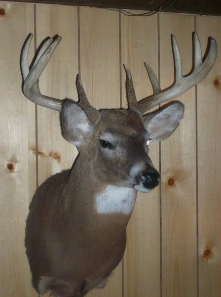 Daniel Garza's album, buck!