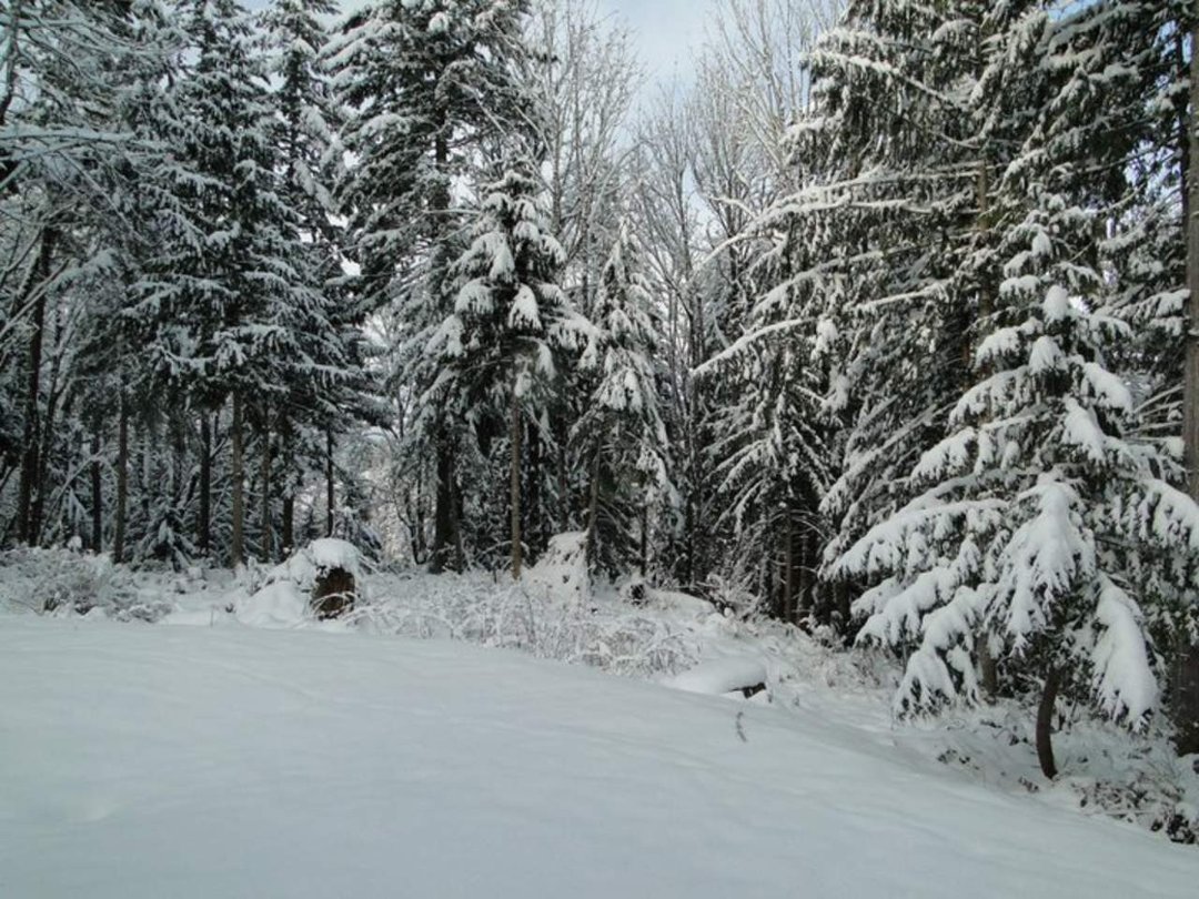 Coralee Green's album, Snow 2/2011