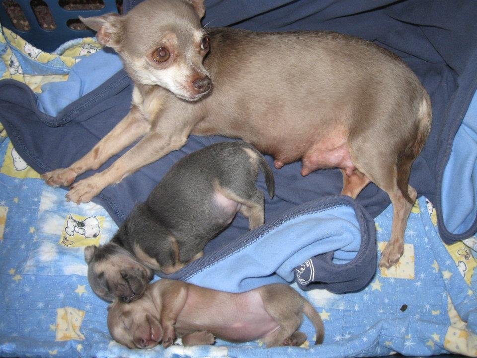 John Lint's album, PUP'S