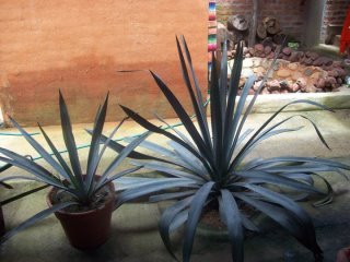 Jeff Barnes' album, Mexico