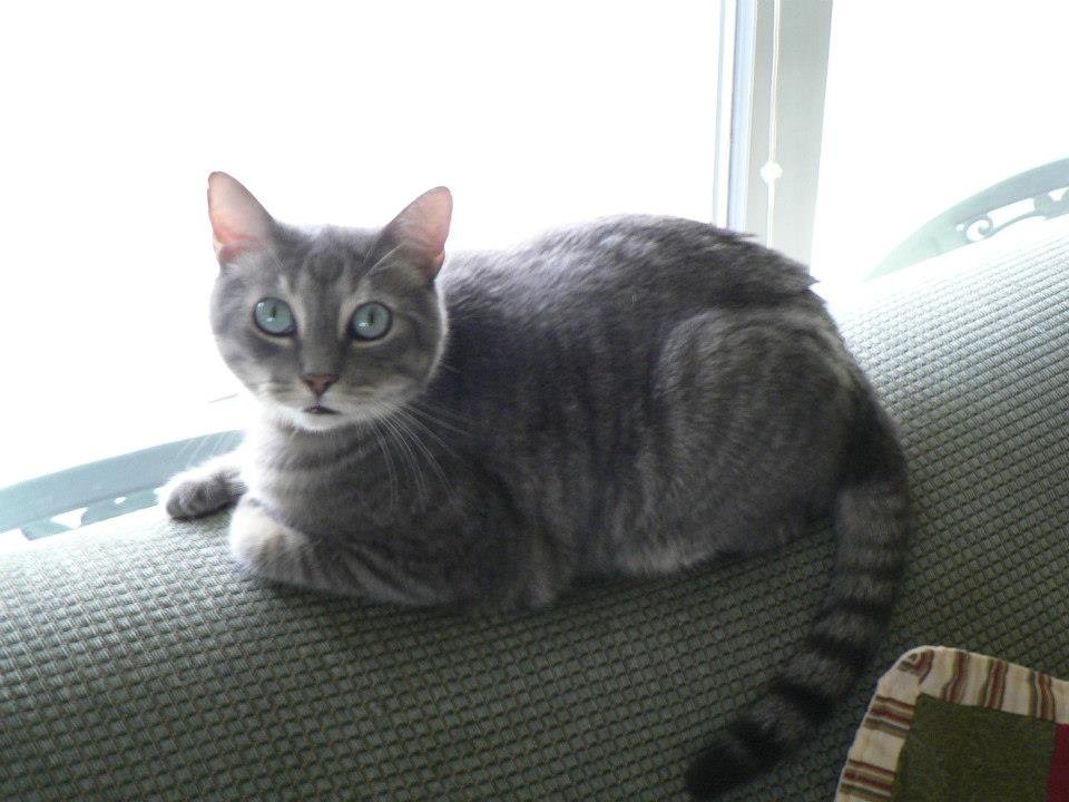 Peter Hibbard's album, Our Cats