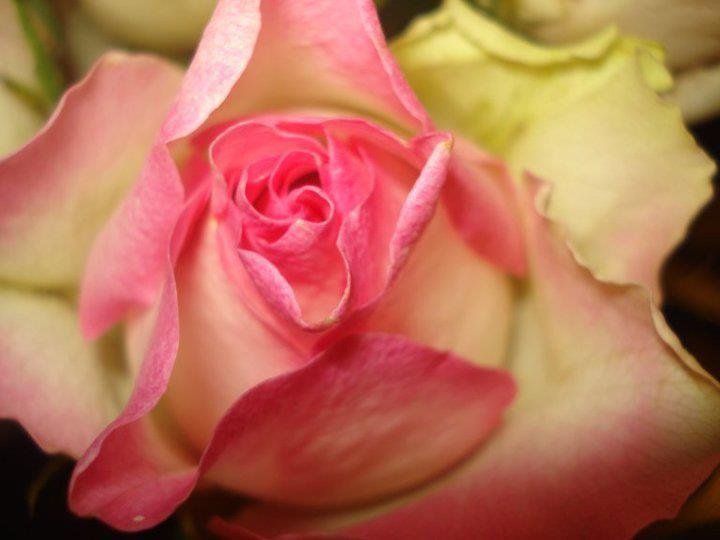 Corrina Nickerson's album, Cover Photos