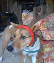 Sandy Steingard's album, Rudolf