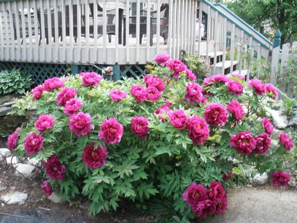 Susan Crady's album, May 21, 2011