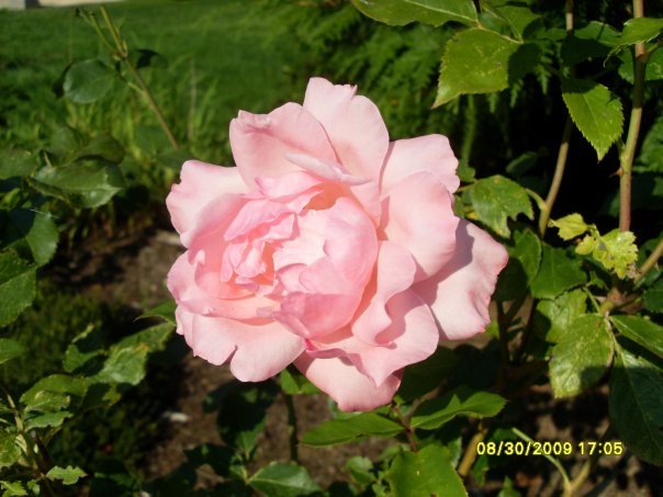 Sandy Adamski's album, Pretty Flowers