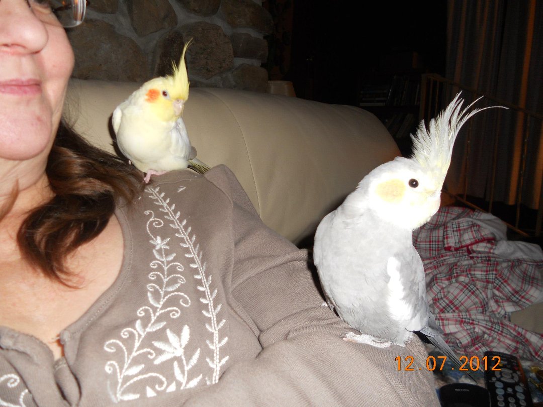 Ellen Hall's album, Our Pets
